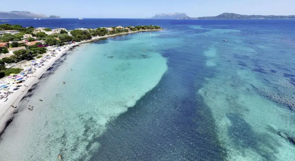 il_pellicano